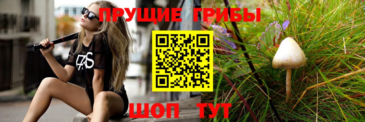 Псилоцибиновые грибы Psilocybine cubensis  Вязьма 